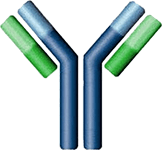Маркеры аутоиммунные