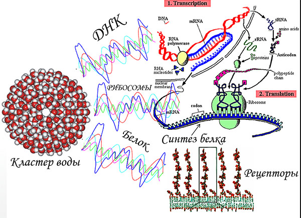 воздействия наноассоциатов на молекулы в организме