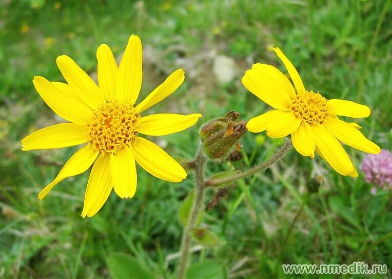 Arnica montana