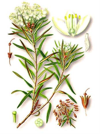 Багульник болотный