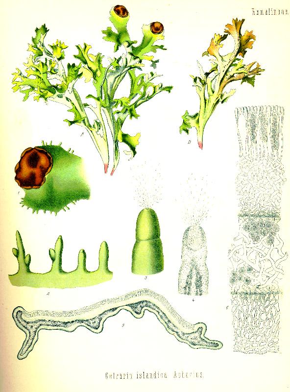 Цетрария исландская