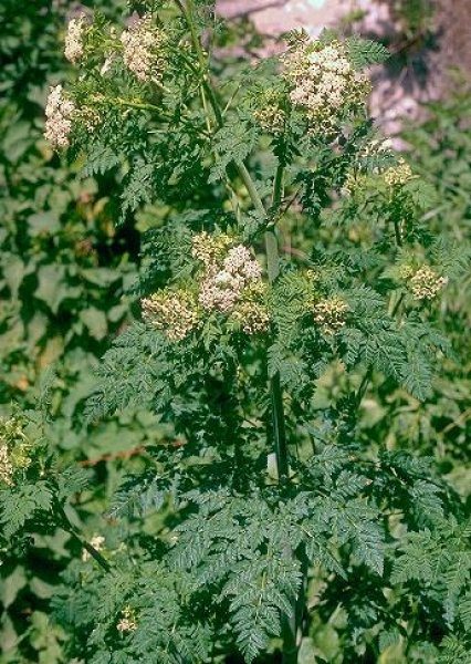 Дудник лекарственный