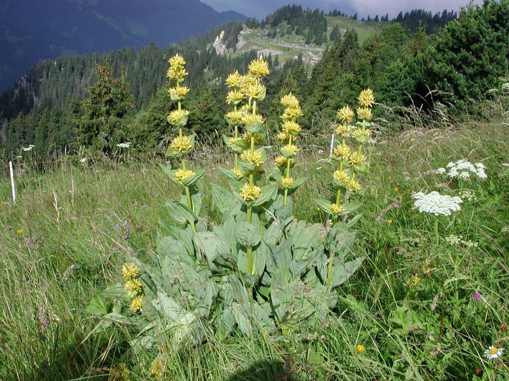 Горечавка желтая