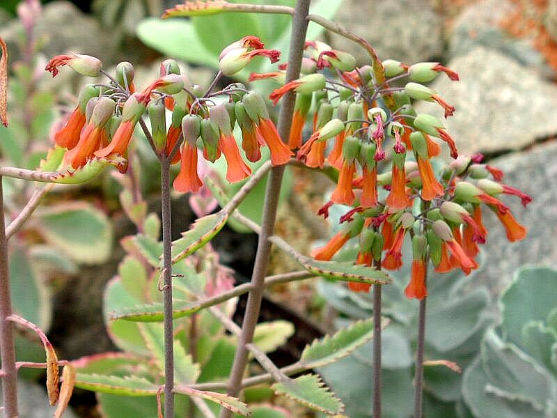 Каланхоэ перистое