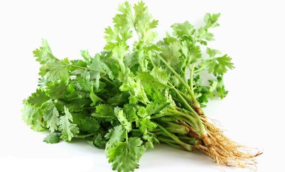 Кориандр посевной