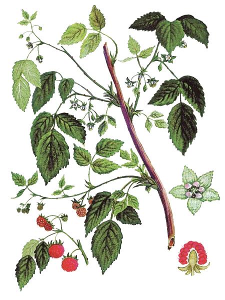 Rubus idaeus