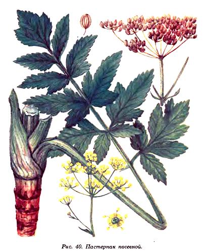 Пастернак посевной