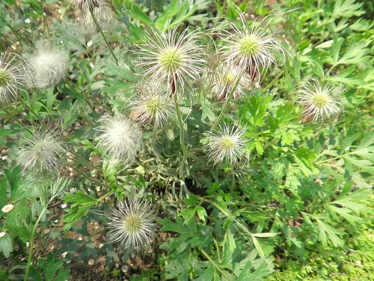 Прострел китайский