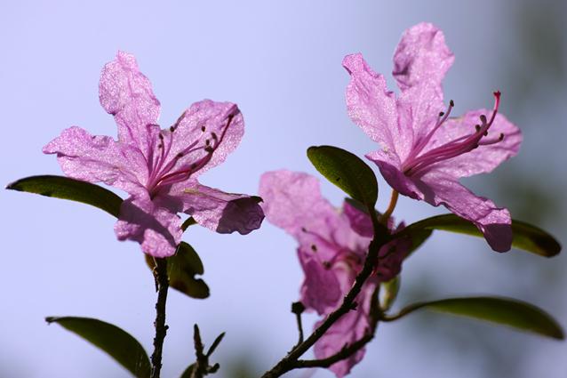 Рододендрон даурский