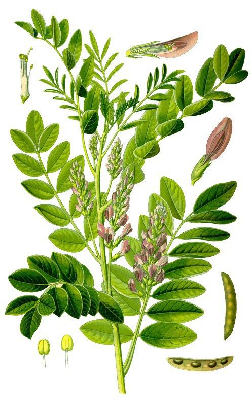 Солодка голая