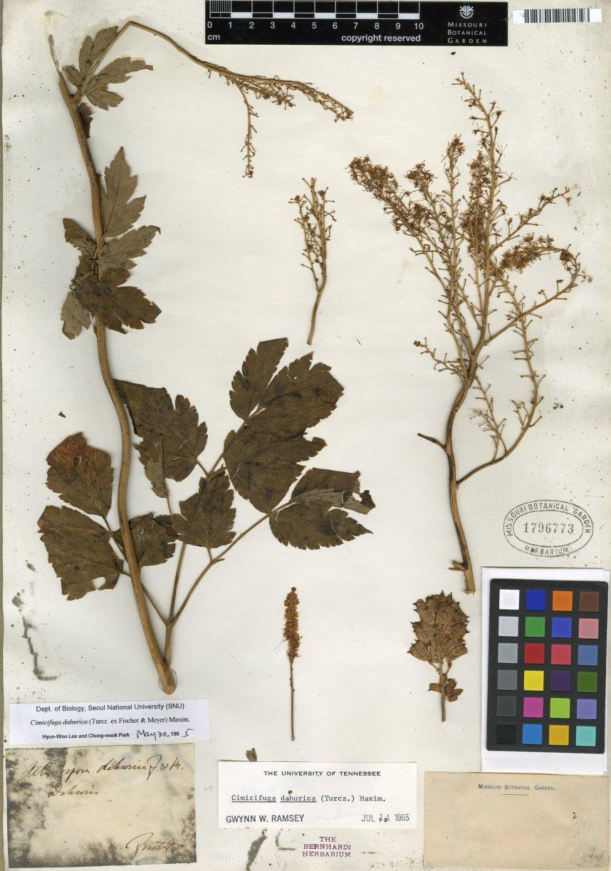 Воронец даурский