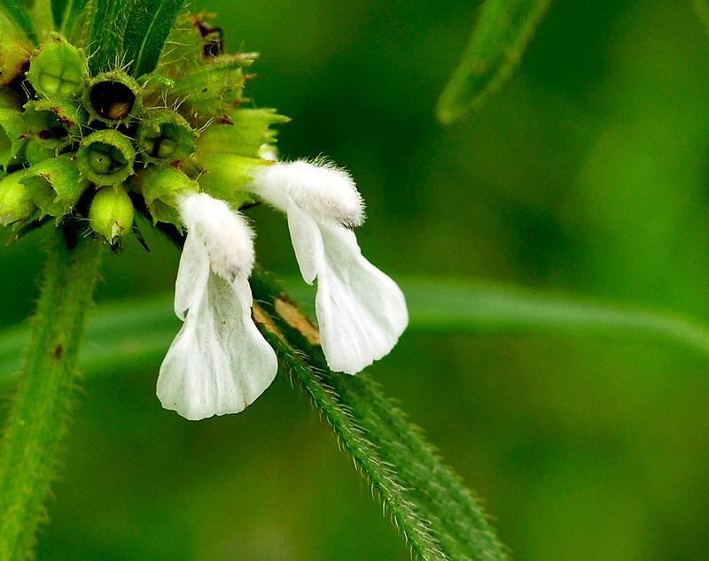 Аспера усыпанная