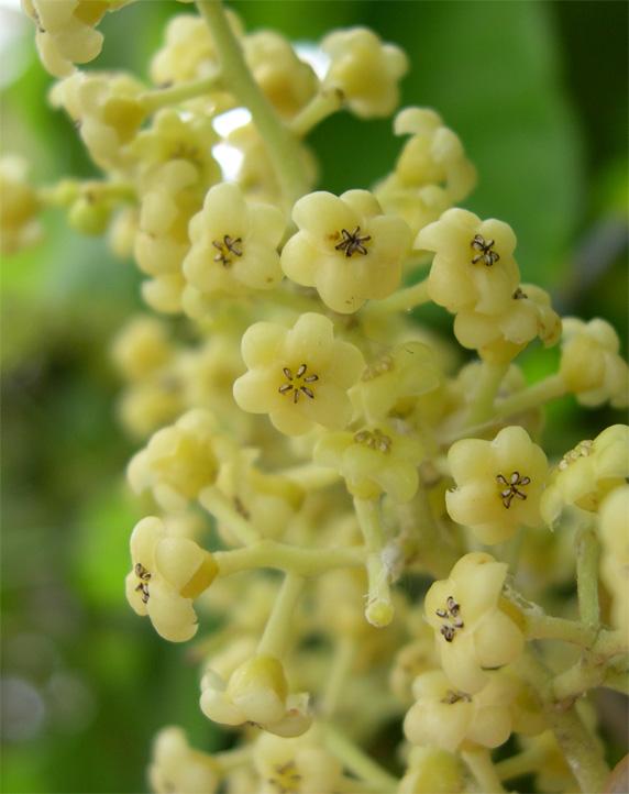 Хондродендрон войлочный