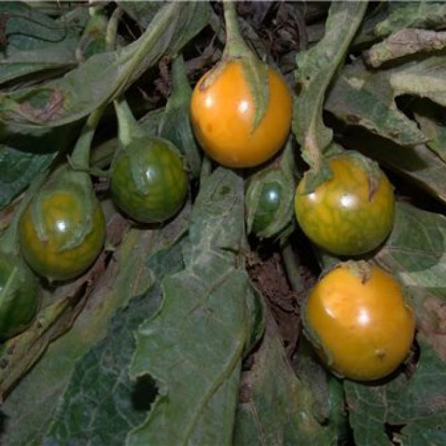 Мандрагора лекарственная