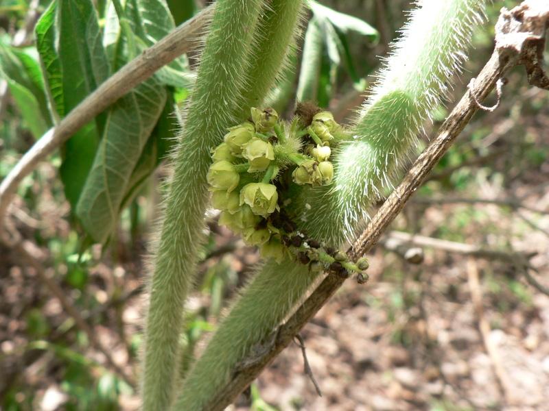 Ятеориза пальчатая