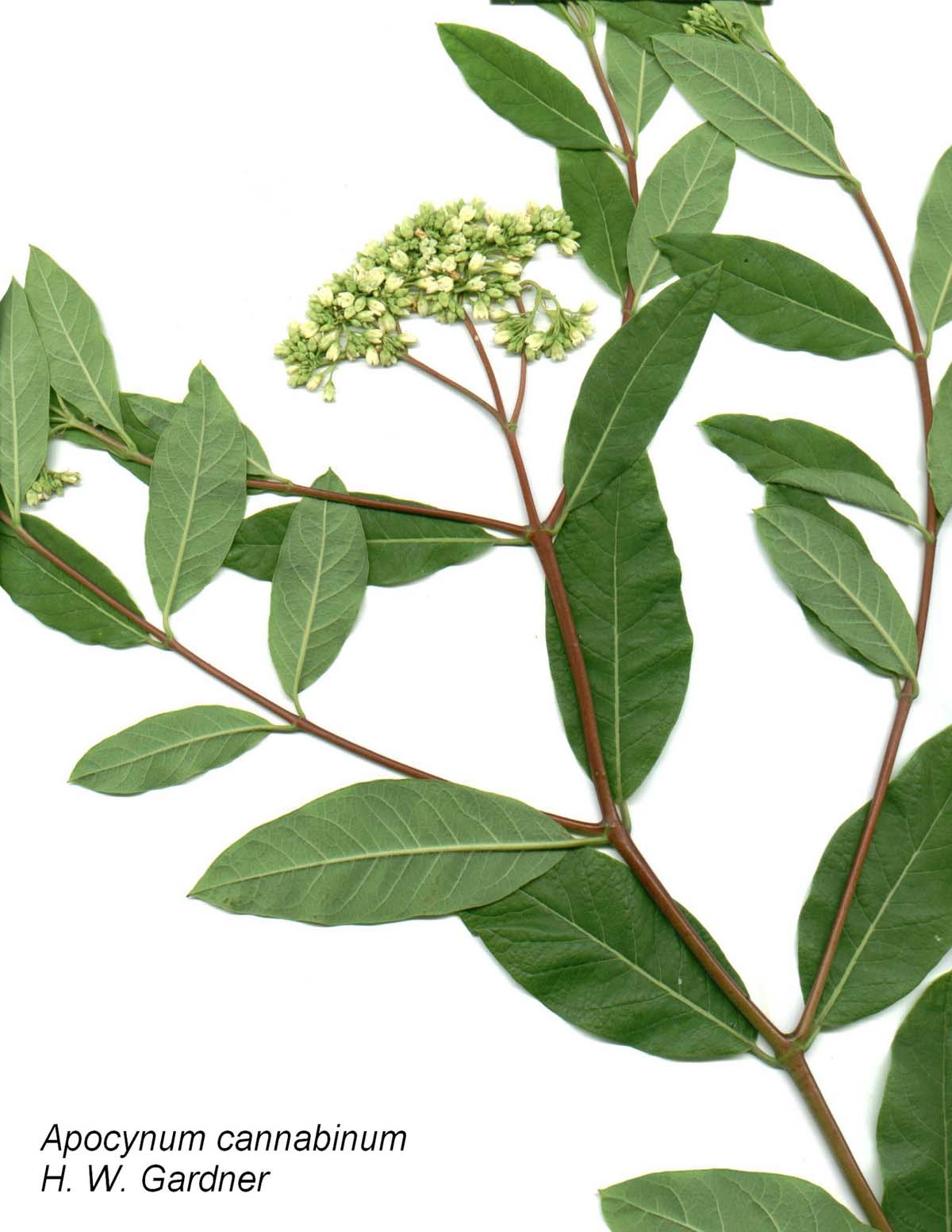 Кутра коноплёвая