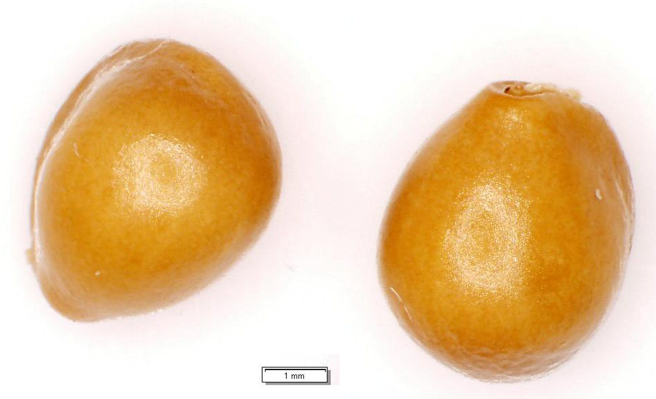 Кубышка жёлтая