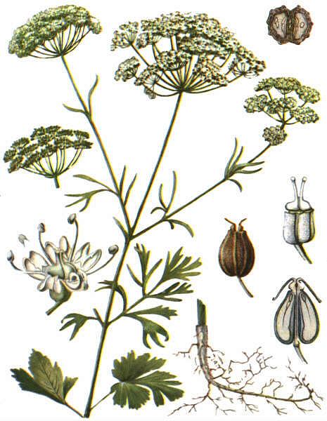 Вздутоплодник сибирский