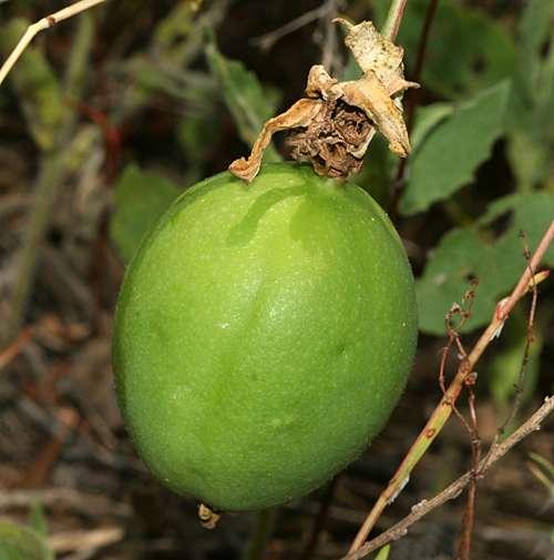 Пассифлора инкарнатная